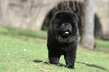 CHOW CHOW 735